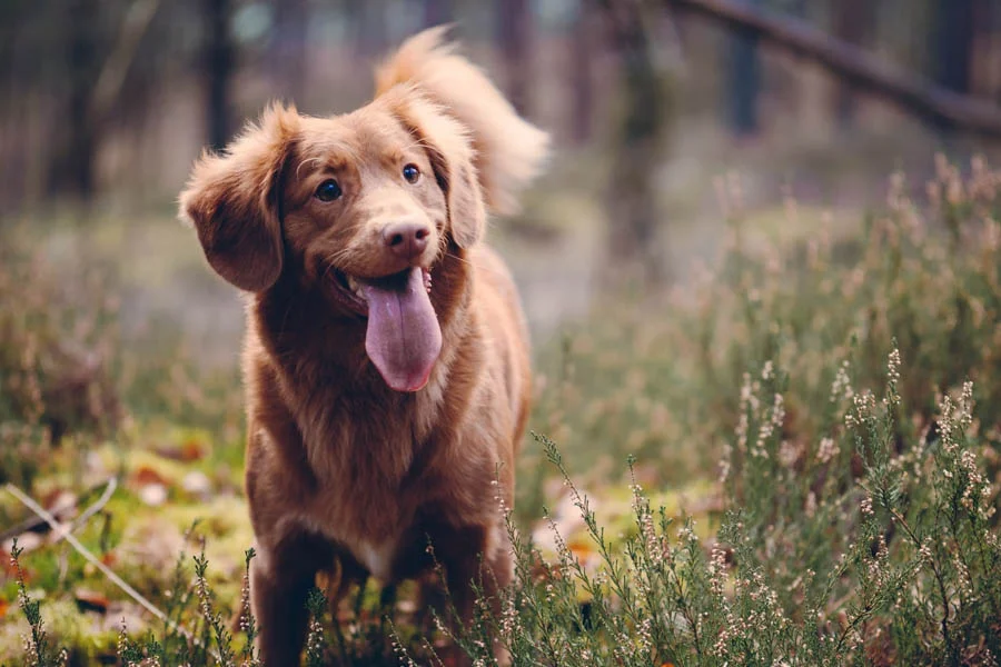 Travel Water Bottle for Dogs