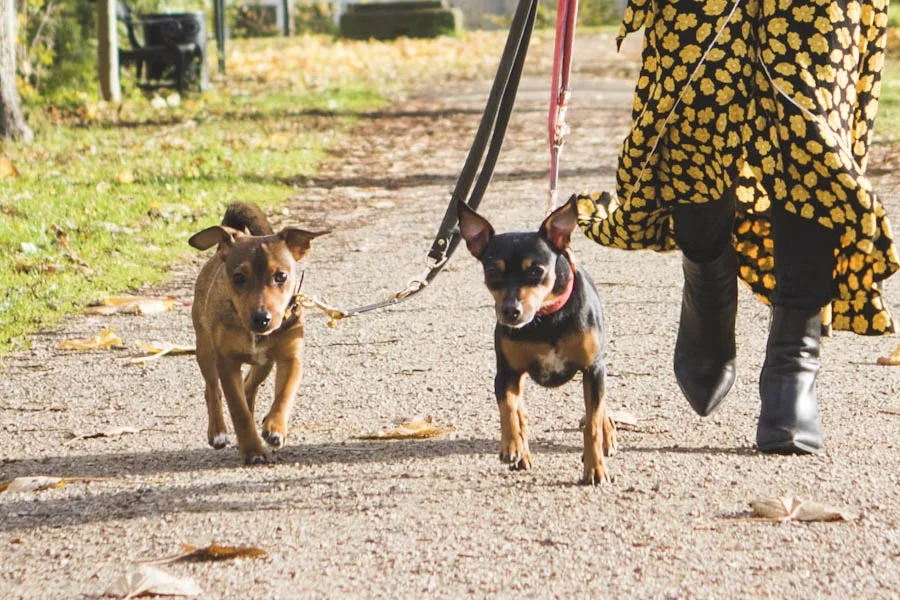 Travel Water Bottle for Dogs